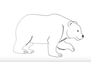 How to draw a polar bear easy step by step