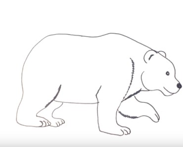 How to draw a polar bear easy step by step – Easy animals to draw