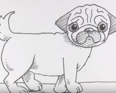 How to draw a pug (Dog) easy step by step
