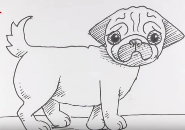 How To Draw A Pug Dog Easy Step By Step