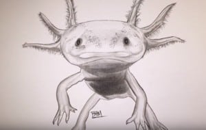 How to draw an axolotl step by step easy