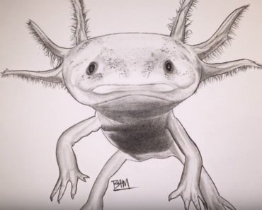 How to draw an axolotl step by step easy – Easy animals to draw