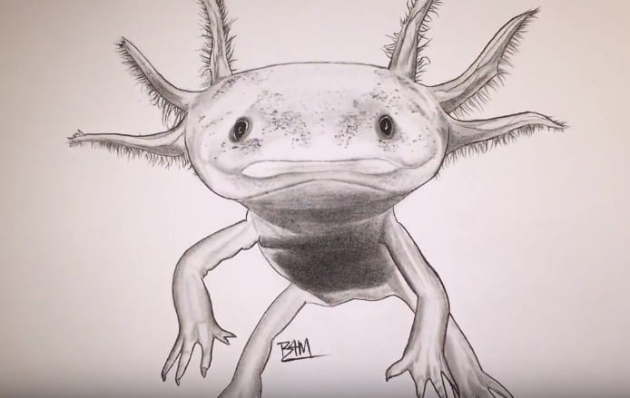How to draw an axolotl step by step easy - Easy animals to draw