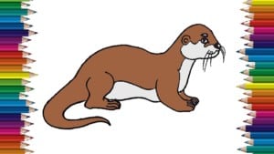 How to draw an otter cute and easy step by step