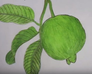 How to draw guava step by step easy | Fruits drawing