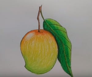 How to draw mango fruit step by step