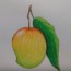 How to draw mango fruit step by step – Fruits drawing