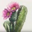 How to Draw a Cactus Flower step by step easy