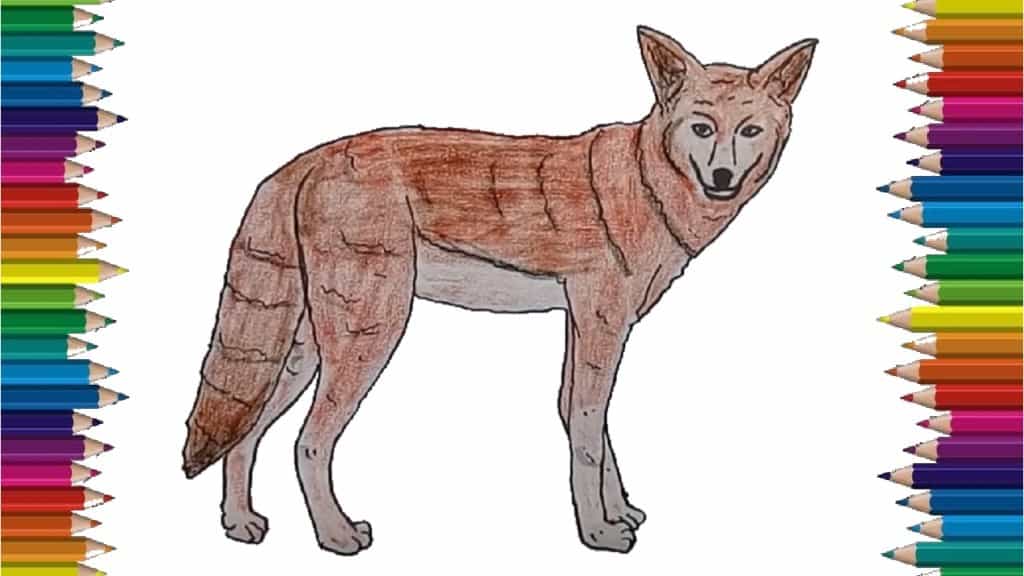 How to Draw a Coyote step by step easy - Easy animals to draw