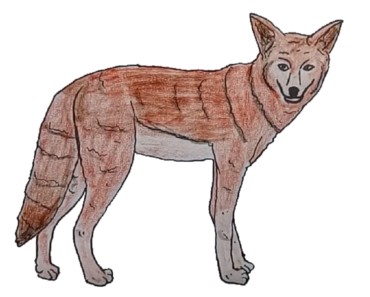 How to Draw a Coyote step by step | Easy animals to draw
