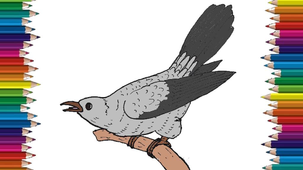 How to Draw a Cuckoo step by step easy - Bird drawing easy for kids