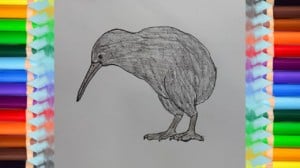 How to Draw a Kiwi Bird step by step