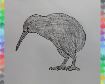 How to Draw a Kiwi Bird step by step | bird drawing easy