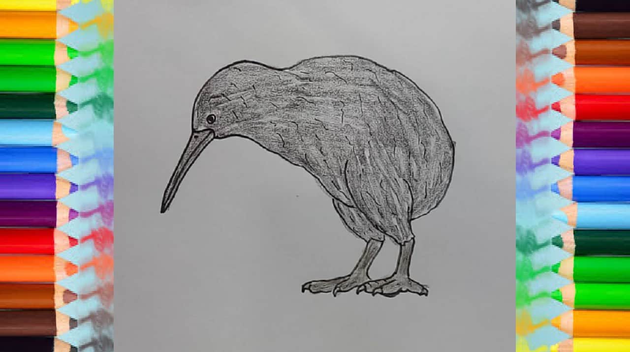 Featured image of post How To Draw A Kiwi Easy This is another lesson in a series of super easy drawing tutorials for beginners