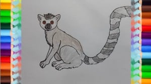 How to Draw a Lemur step by step