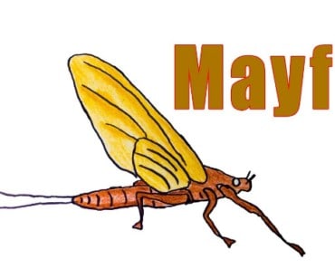 How to Draw a Mayfly step by step – Easy animals to draw