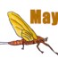 How to Draw a Mayfly step by step – Easy animals to draw