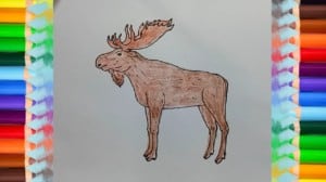 How to Draw a Moose step by step easy