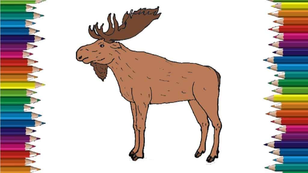 How to Draw a Moose step by step easy - Easy animals to draw