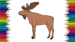 How to Draw a Moose step by step easy - Easy animals to draw