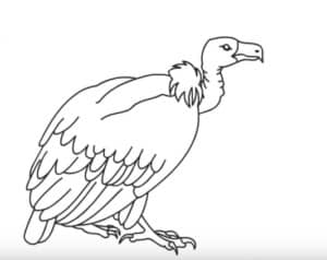 How to Draw a Vulture step by step easy