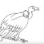 How to draw a vulture step by step – Easy animals to draw