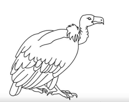 How to draw a vulture step by step Easy animals to draw