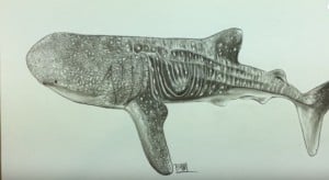 How to Draw a Whale Shark step by step
