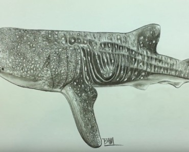 How to Draw a Whale Shark step by step – Easy animals to draw