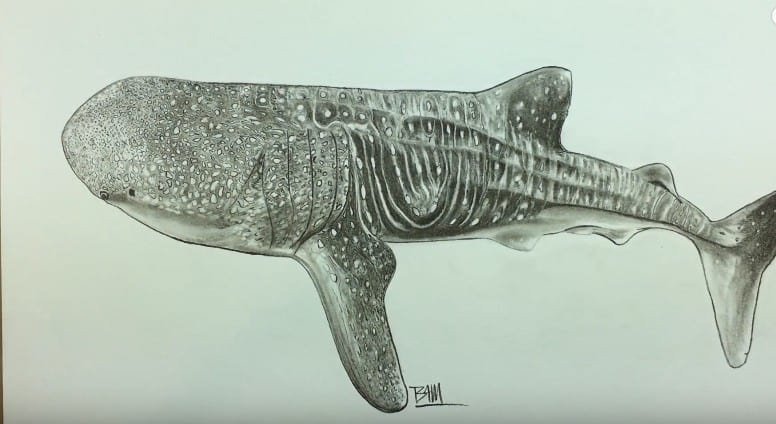 🐋 Stippled Whale shark - fineliner on watercolour paper. Reference photo  from @paulhiltonphoto #whaleshark #oc… | Whale shark tattoo, Shark drawing,  Ocean drawing