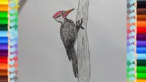 How to Draw a Woodpecker step by step