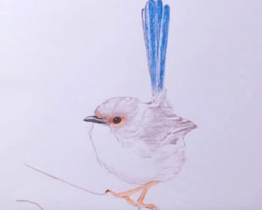 How to Draw a Wren easy step by step – Easy animals to draw