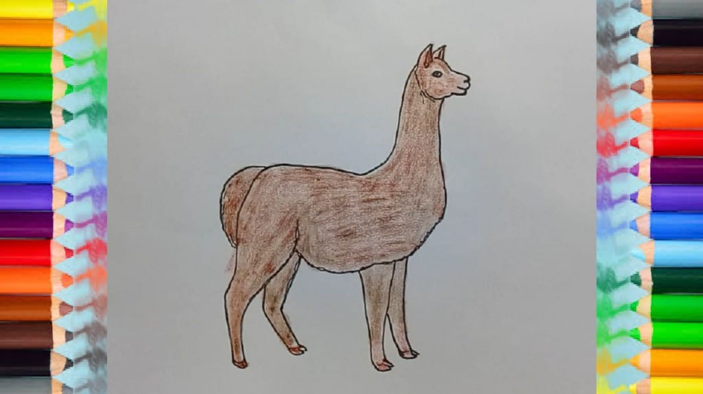 How to Draw an Alpaca step by step