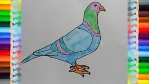 How to draw a Pigeon step by step easy