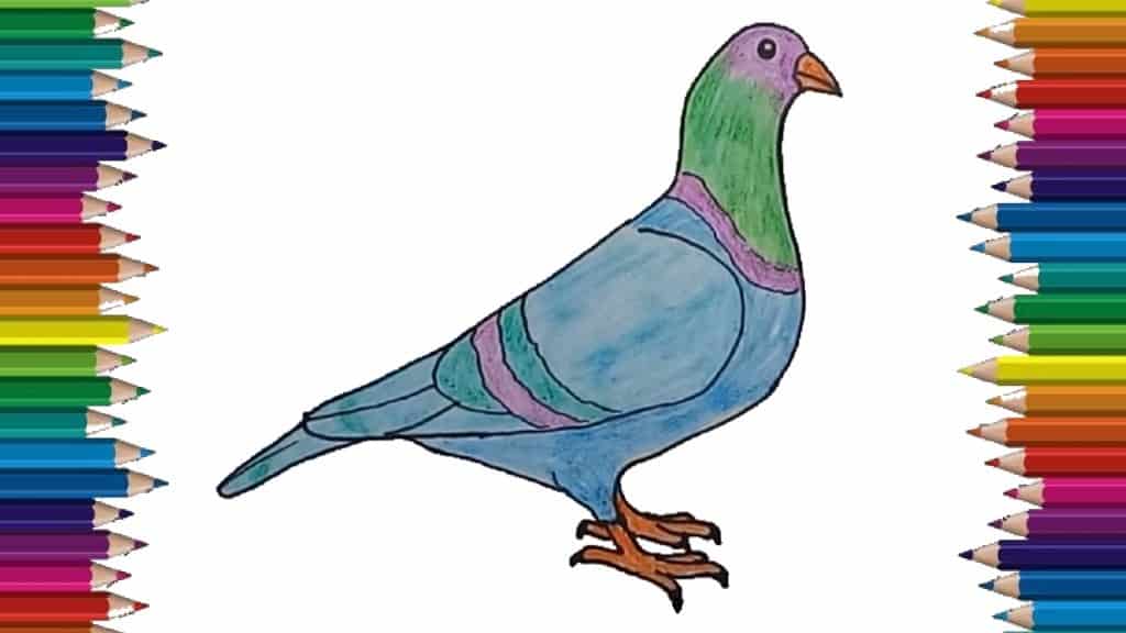 How to draw a Pigeon step by step easy - Easy bird to draw