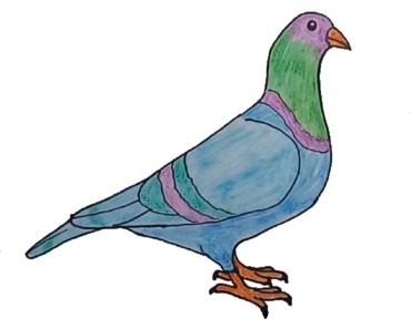 How to draw a Pigeon step by step easy – Bird drawing