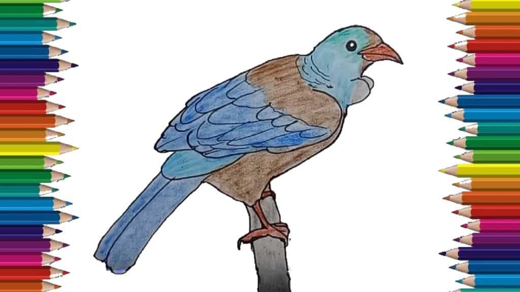 How to draw a Tui bird step by step easy - Bird drawing easy