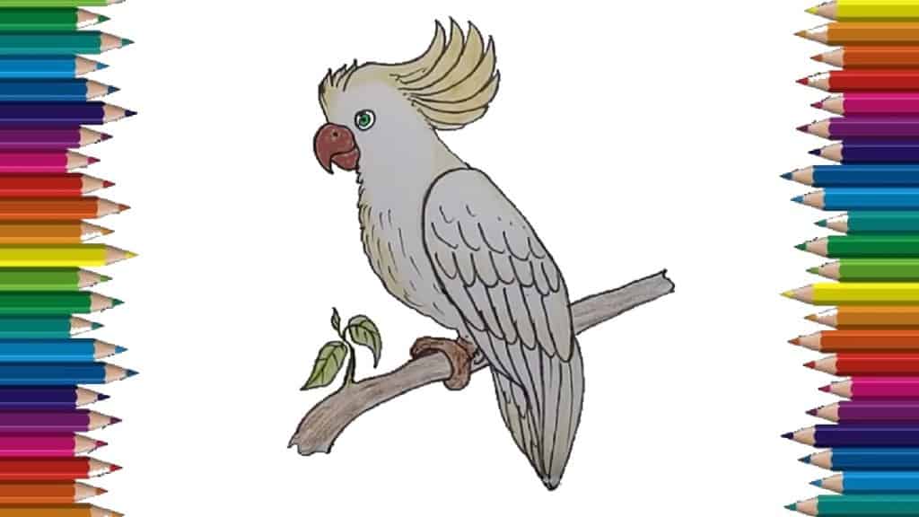 How to draw a cockatoo step by step - Bird drawing easy