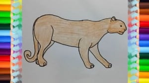 How to draw a puma easy step by step