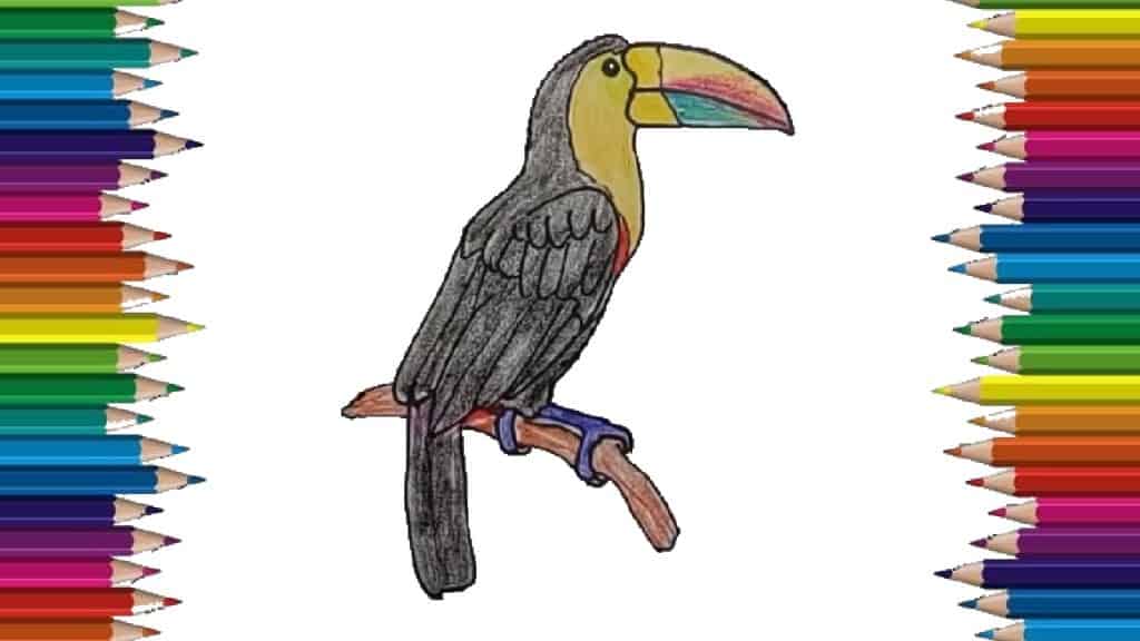 How to draw a toucan step by step easy