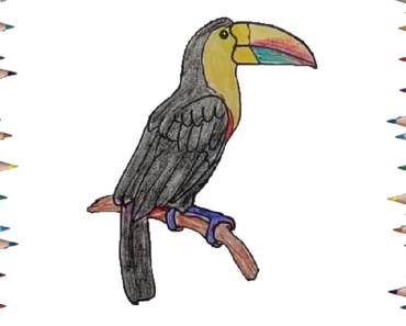 How to draw a toucan step by step – Easy animals to draw