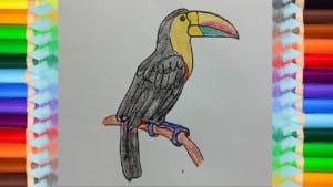 How to draw a toucan step by step easy