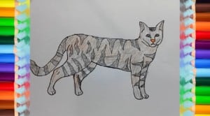 How to draw a wildcat step by step easy
