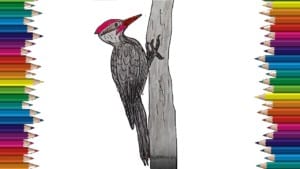 How to draw a woodpecker step by step - Bird drawing easy