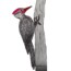 How to draw a woodpecker step by step – Bird drawing easy