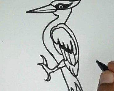 How to draw a woodpecker step by step easy – Bird drawing