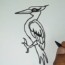 How to draw a woodpecker step by step easy – Bird drawing
