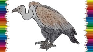 How to Draw a Vulture step by step - Bird drawing easy