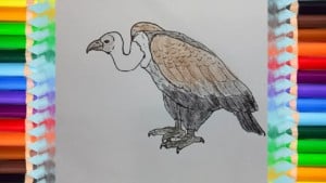 How to Draw a Vulture step by step easy