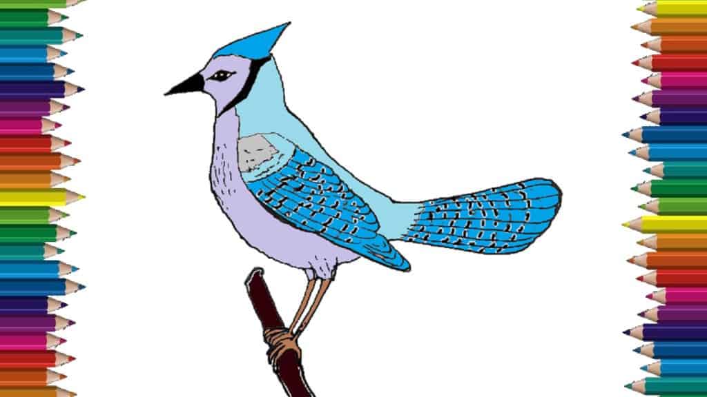 How to draw a blue Jay bird step by step - Bird drawing easy